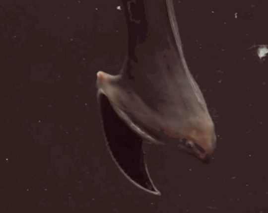 oceano