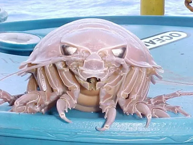 12 animales que viven en profundidades