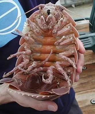 oceano