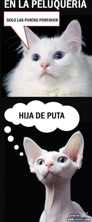 memes