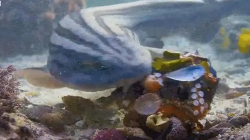 Ingenioso pulpo escapa de tiburón