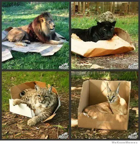 gatos