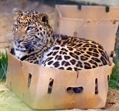 gato