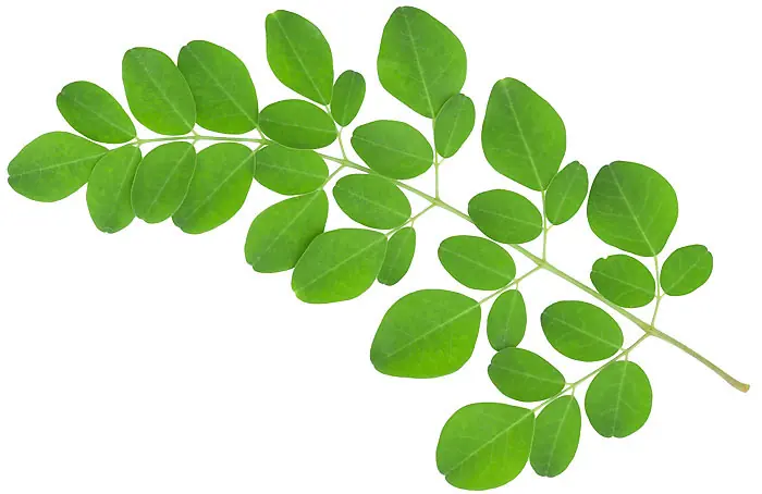 Hagamos top a Moringa! Entra: vas a estar de acuerdo conmigo