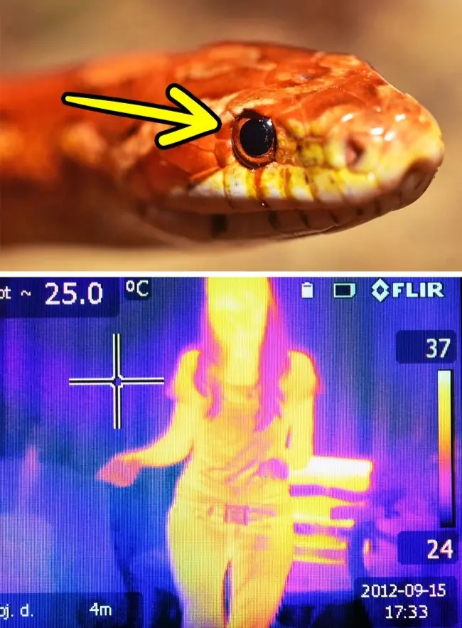 16 Inventos q las personas tomaron prestados d los animales