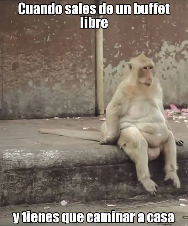 humor memes