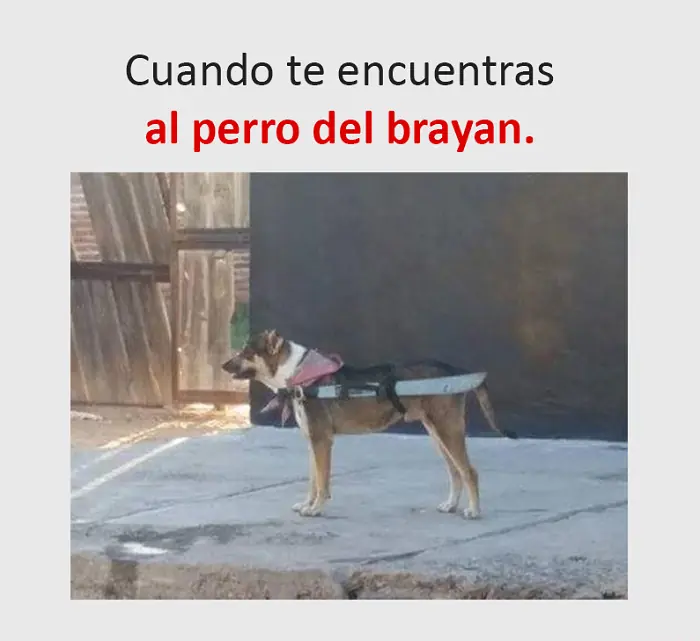 memes