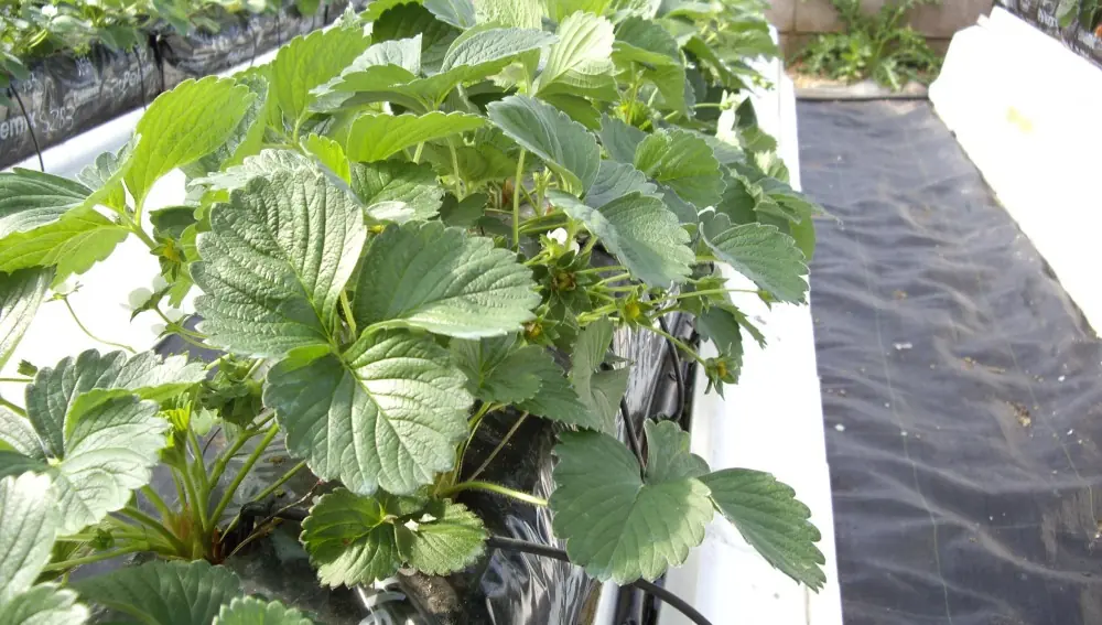 cultivo de fresas sobre fibra de coco