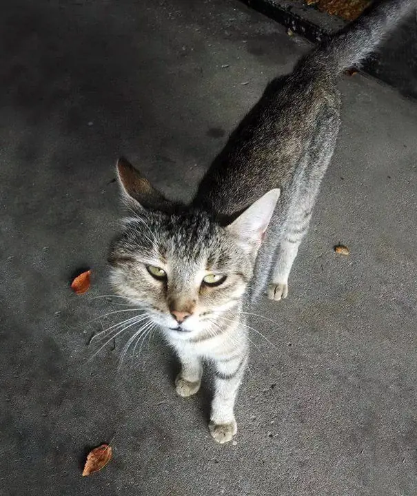 gatos