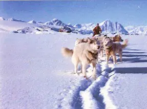 El Perro polar Argentino, lo conoces?
