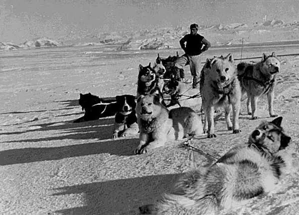 El Perro polar Argentino, lo conoces?