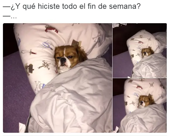 taringa memes