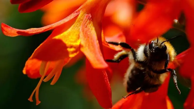 Las abejas pueden resolver el problema del vendedor viajero