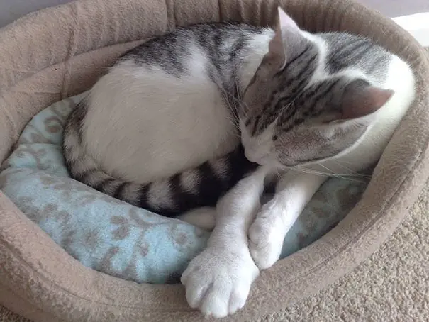 15 Pobres gatos que se enfrentaron a una abeja