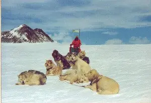 dogs