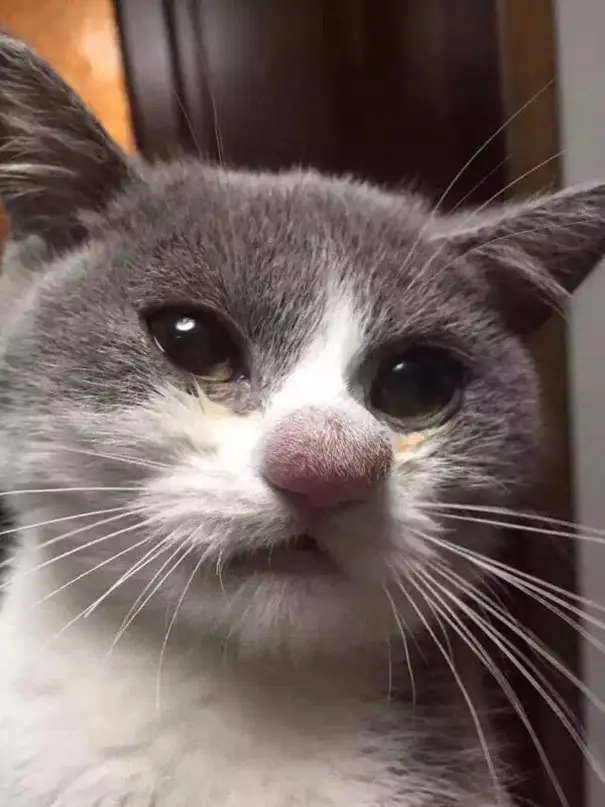 gatos