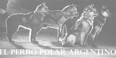 perros