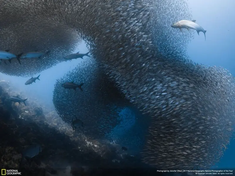 Fotos ganadoras del concurso de Nat Geographic Nature 2017.