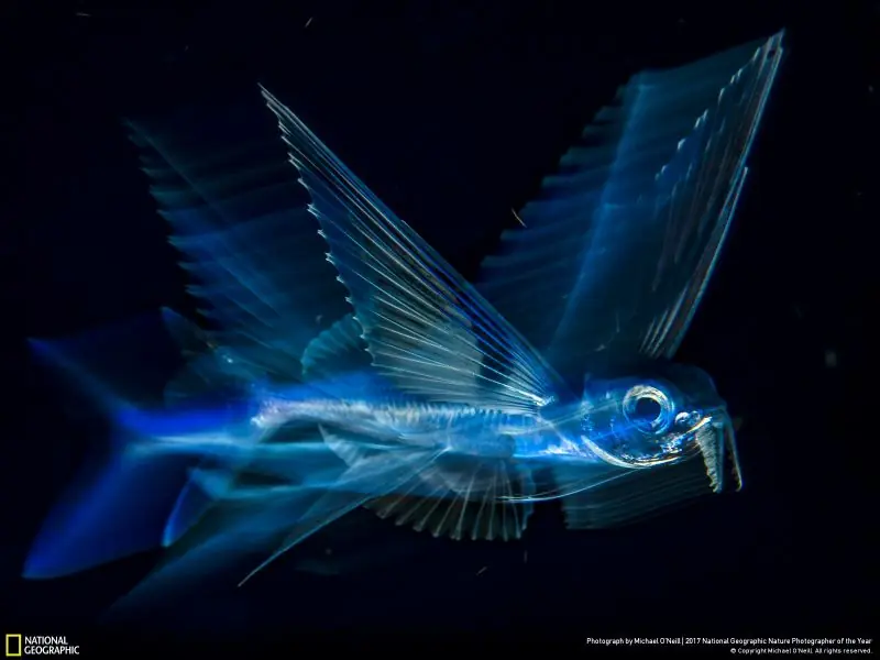 Nat Geo