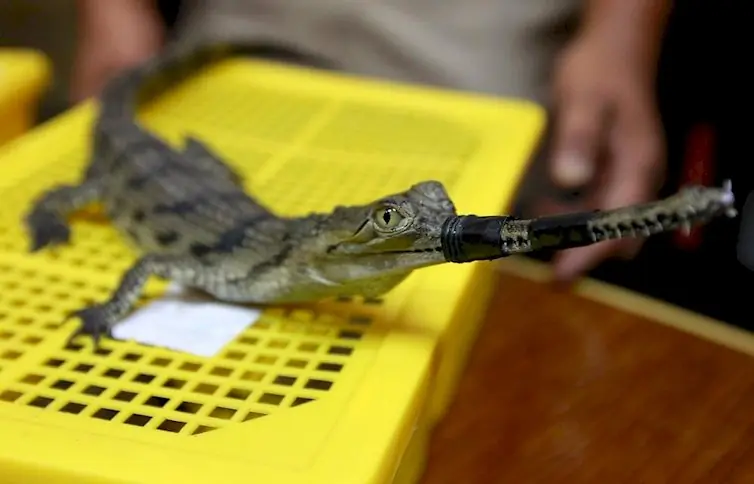 Humor