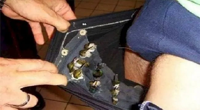 Intentaron