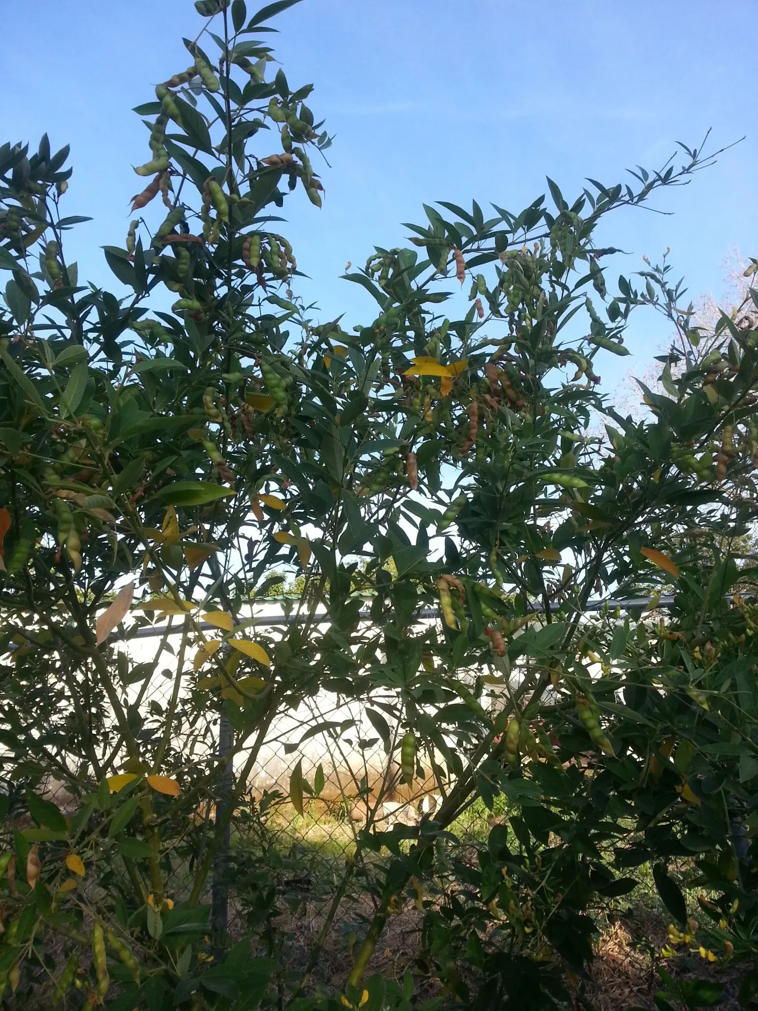 venezuela