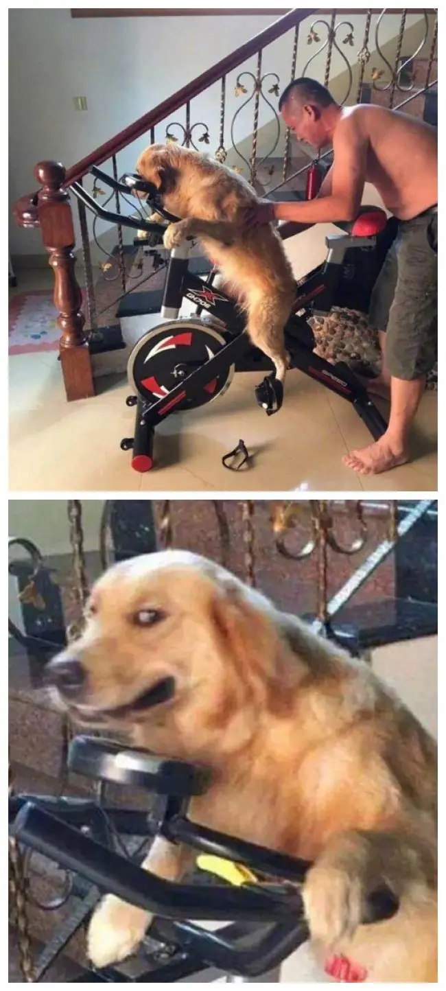 Pueden