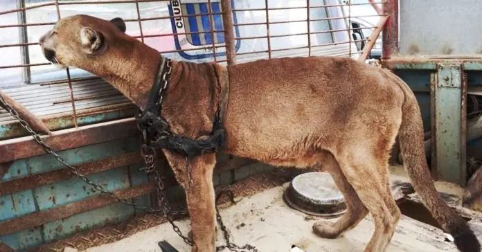 Liberado un Puma que vivió atrapado en camioneta por 20 años