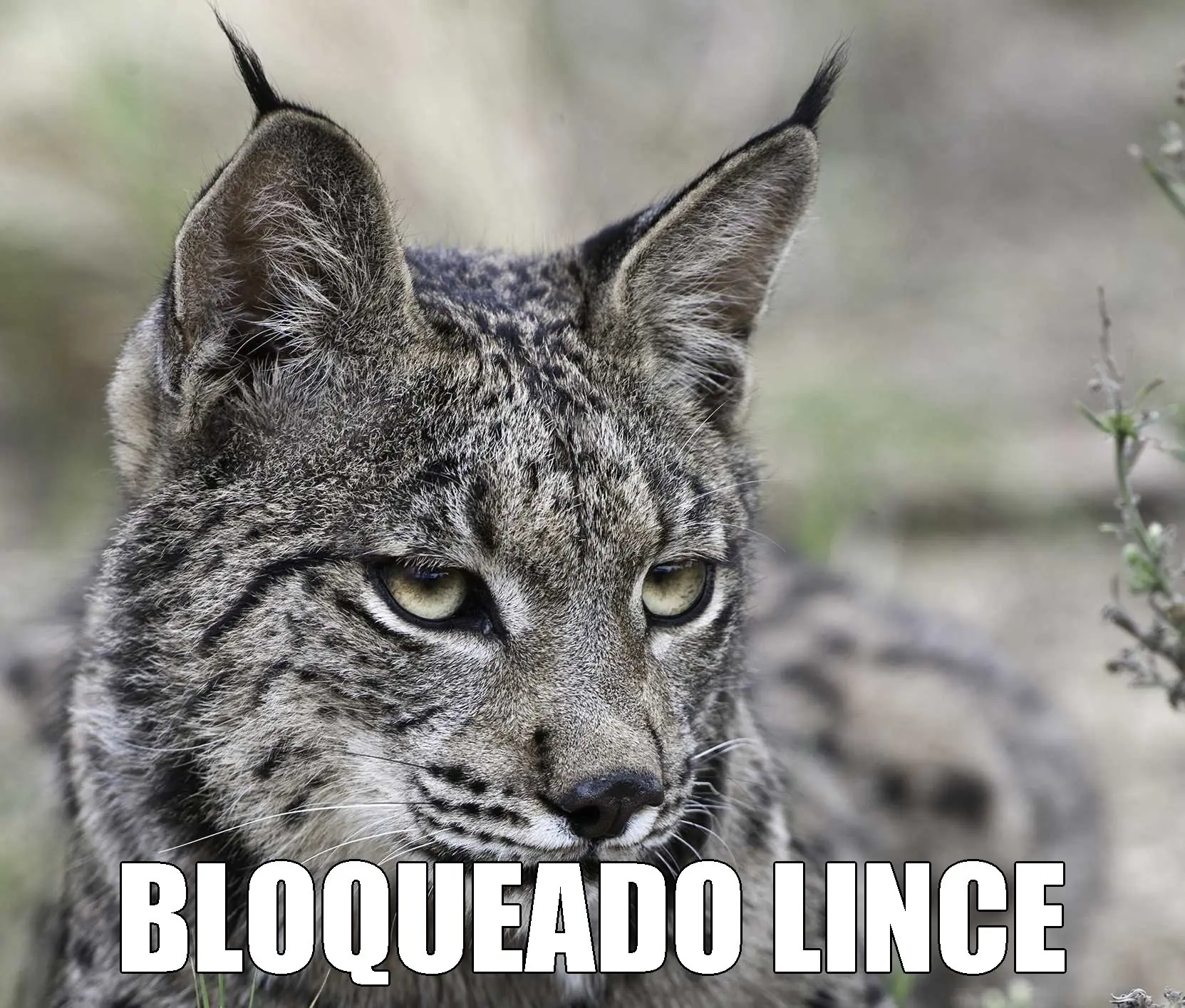 Nos vamos a bloquear entre todos en poco tiempo