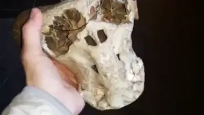 ovni