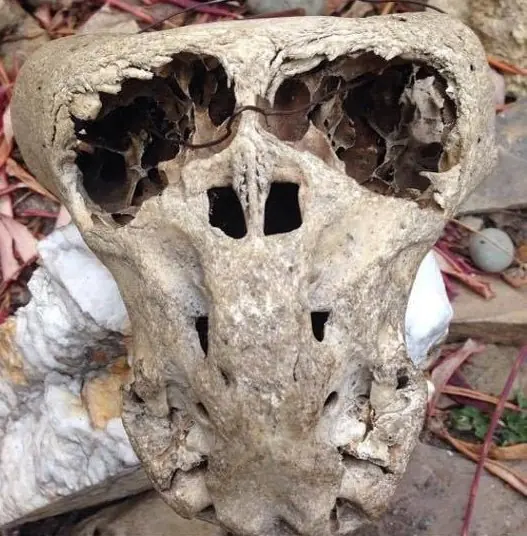 calaveras