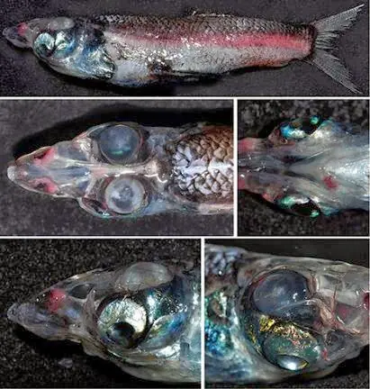 Peces de 3 y 4 ojos