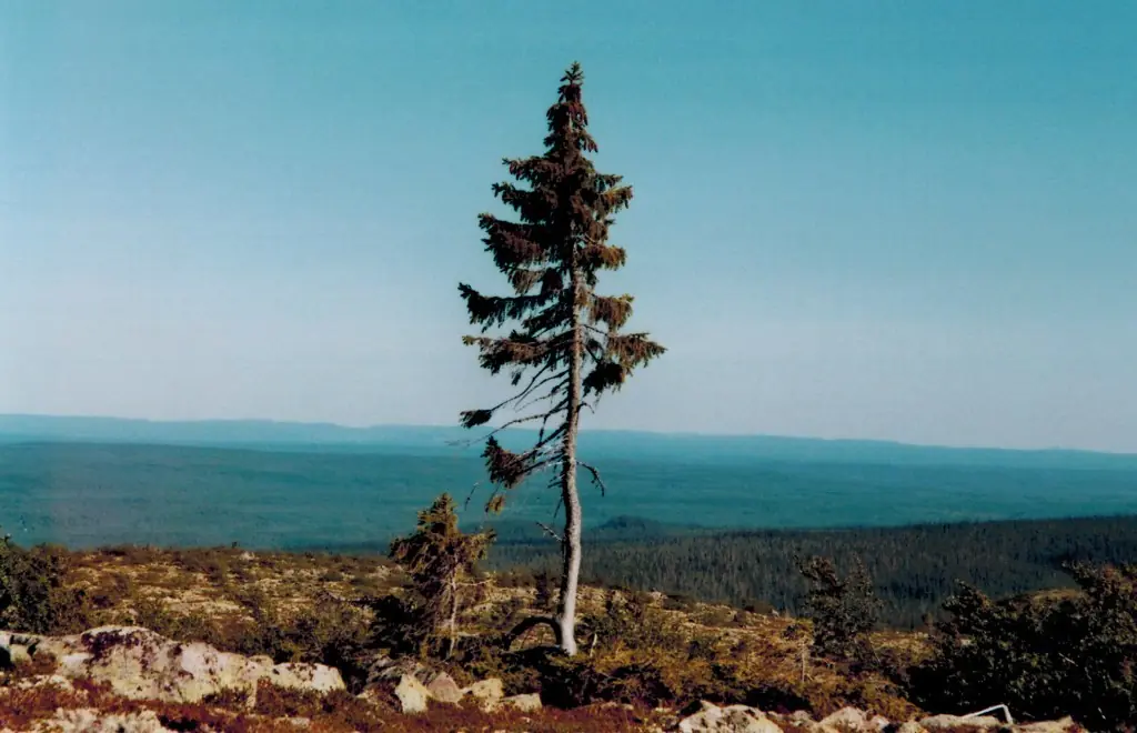 El árbol más viejo del mundo está en Suecia