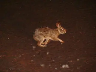 conejo conejo