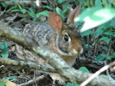 Conejo Tapeti o Sabanero: El único conejo sudamericano Conejo Tapeti o Sabanero: El único conejo sudamericano