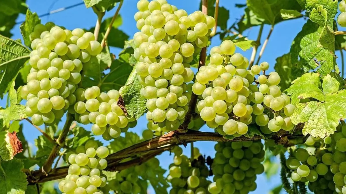 Beneficios y propiedades para la salud de consumir uvas