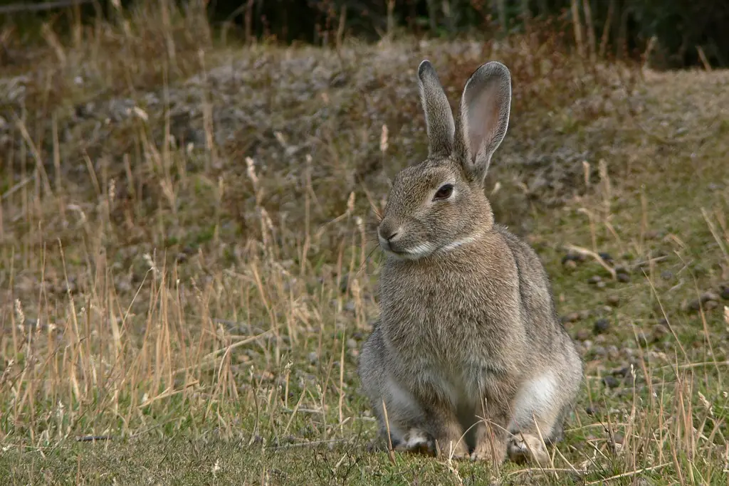 Conejo Tapeti o Sabanero: El único conejo sudamericano