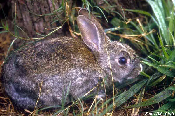 conejo conejo