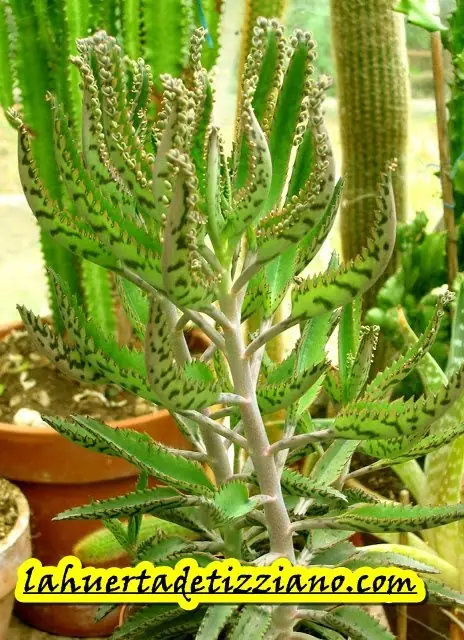 planta cura el cancer y enfermedades