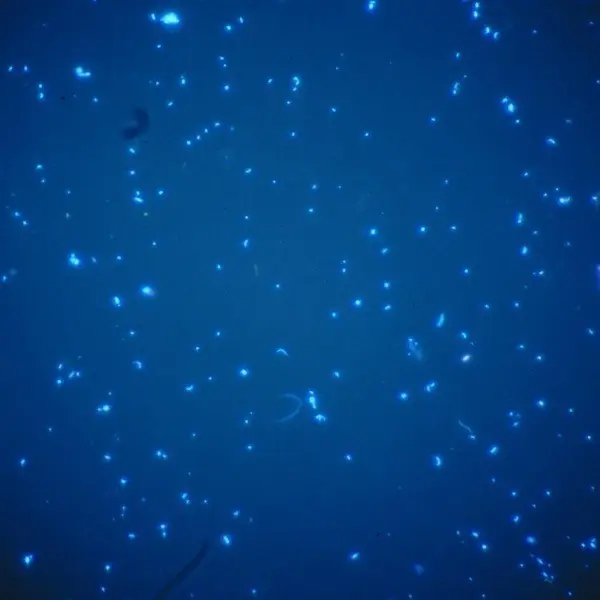 oceano