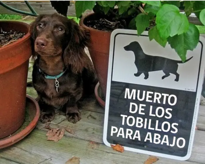 Carteles de 'cuidado con el perro' que producen.....