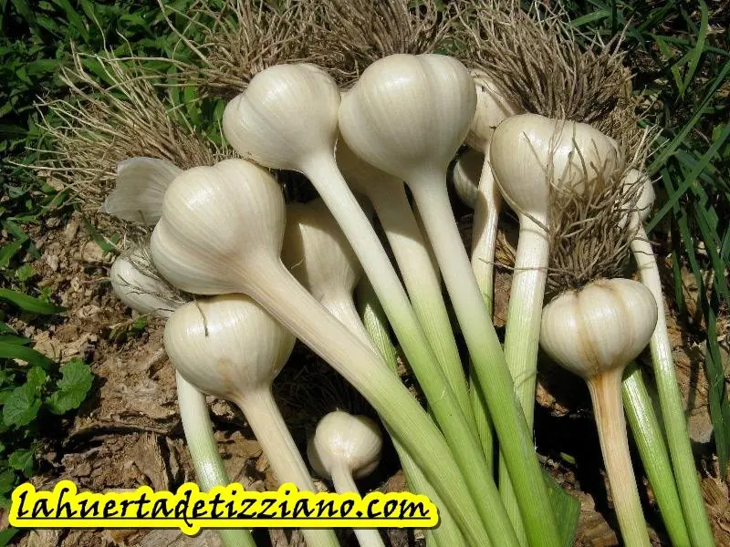 huerta