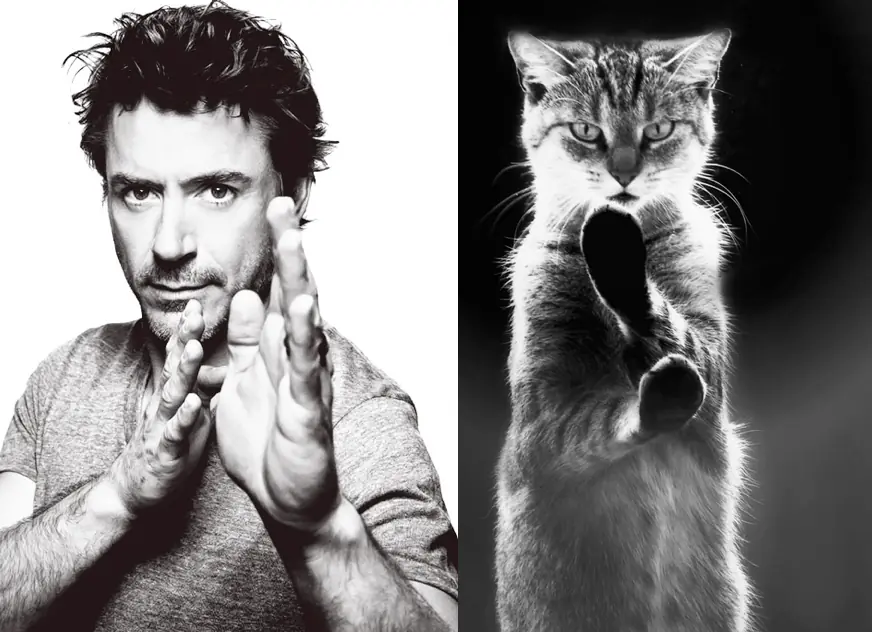Gatos