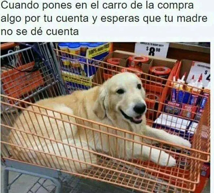 taringa memes