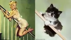 Gatos