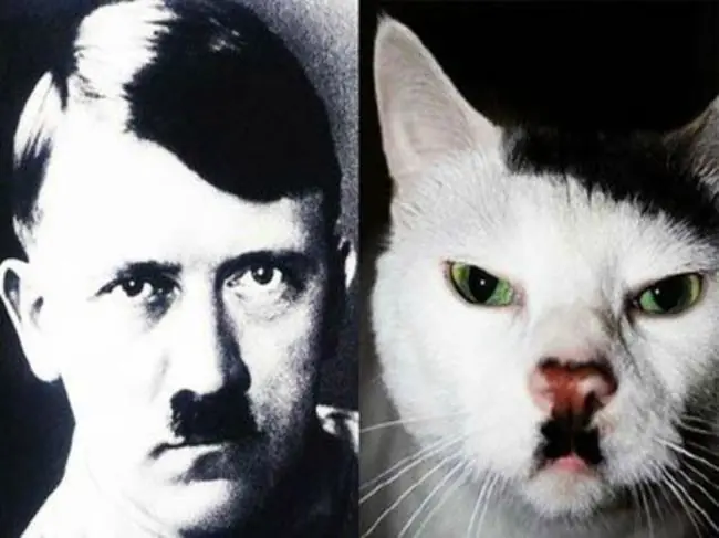 Graciosos gatos imitando poses de personas, míralos!