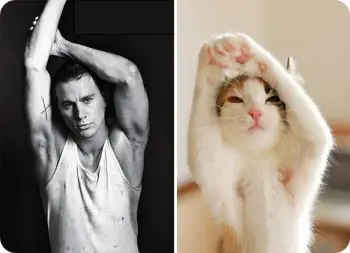 Graciosos gatos imitando poses de personas, míralos!