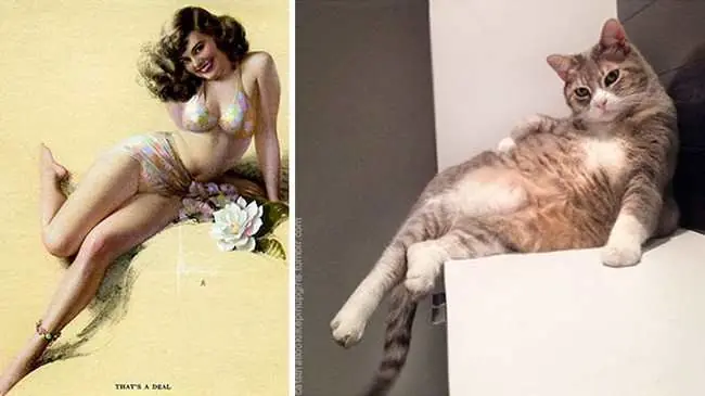Gatos