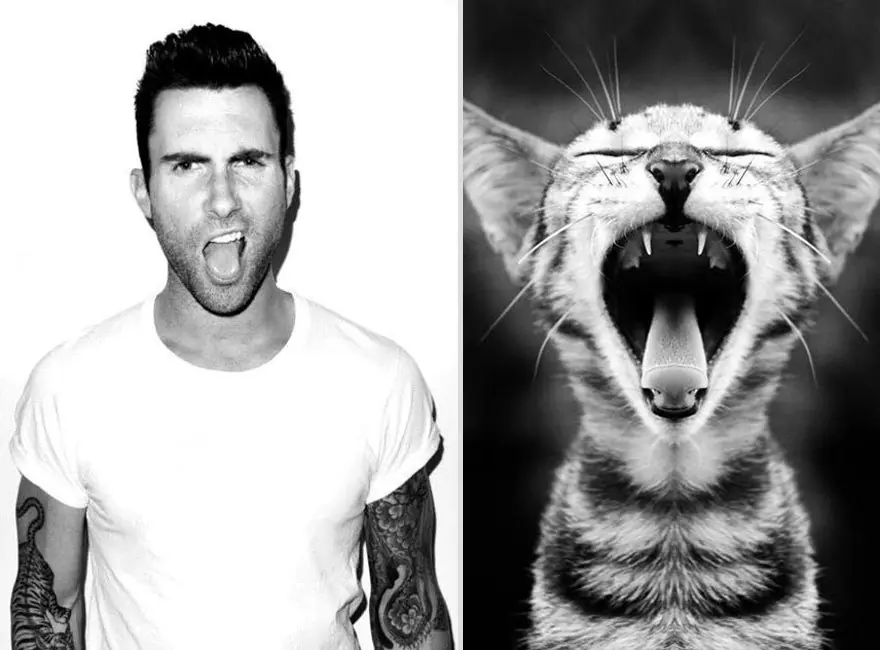 Gatos