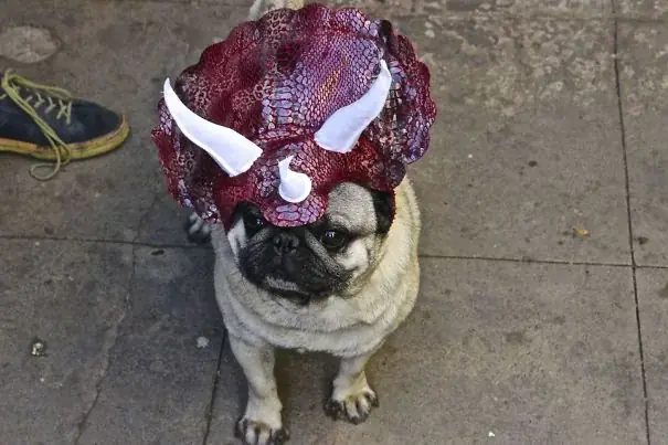 borracho borracho